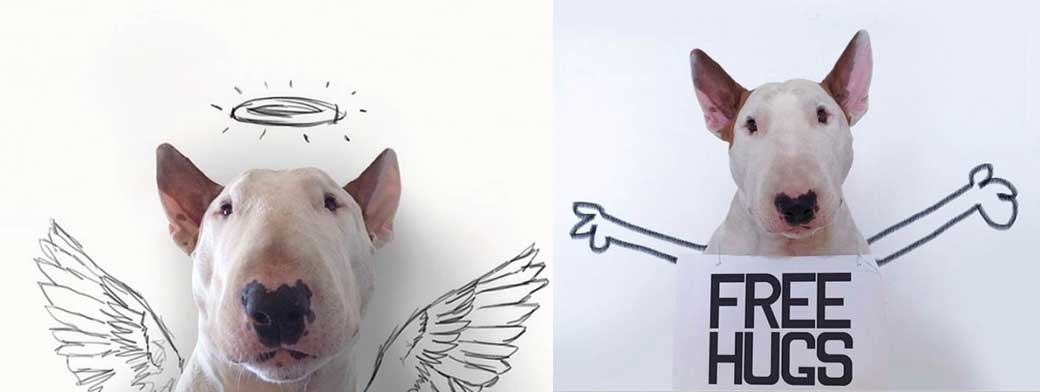 Photos of a beloved bull terrier posed in funny, imaginative scenes