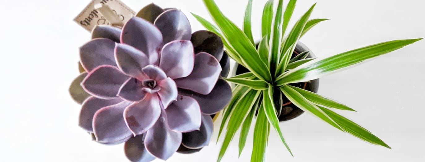 Purple succulent and green snake plant