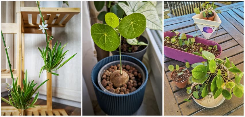 Montage of 3 pictures:  a spider plant with babies and white flowers, a stephania erecta bulb plant with one sprouted stem and 3 leaves, a couple of small pileas in different pots